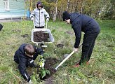 На территории мурманской школы-интерната высадили кустарники