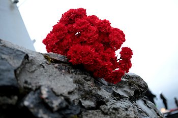 Депутаты Мурманской областной Думы выразили соболезнования в связи с кончиной ветерана-пограничника Ивана Андреевича Ромашова 