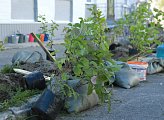 В Полярном высадили саженцы шиповника, смородины и сирени в рамках акции по благоустройству