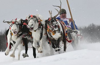 В Ловозере прошли соревнования по национальным видам спорта в рамках Праздника Севера