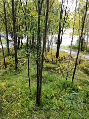 Санитарная вырубка в Ковдоре произведена