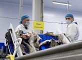 В Коле открыт новый завод по переработке рыбы