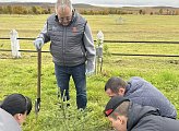 Возле мемориала "Земля единения" в поселке Печенга высадили ели