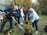 На территории мурманской школы-интерната высадили кустарники