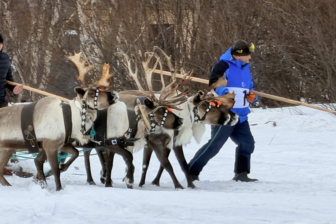 В Ловозере состоялись соревнования по национальным видам спорта 